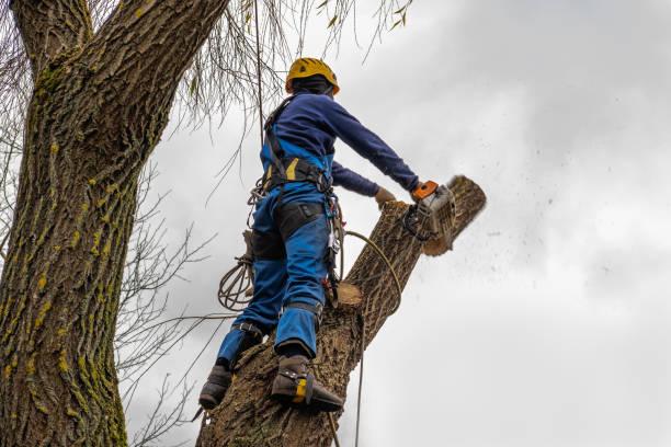 Best Lawn Dethatching Services  in USA