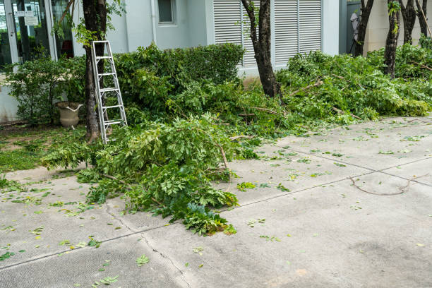 Best Residential Tree Removal  in USA